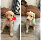 Labradoodle