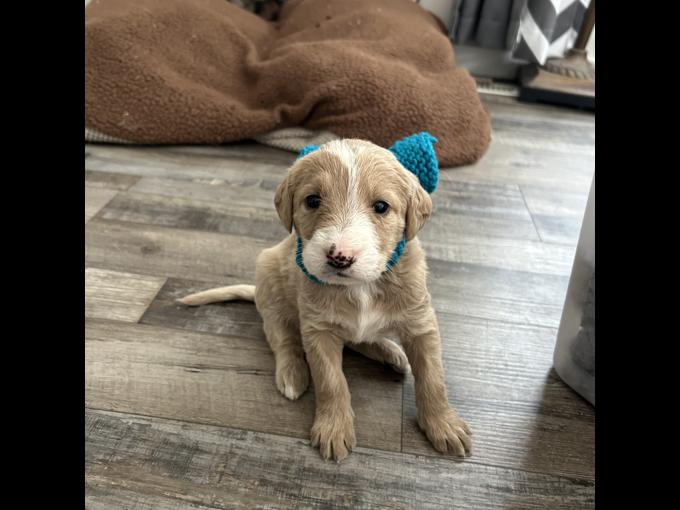 Labradoodle
