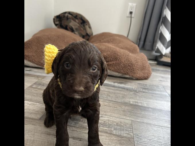 Labradoodle