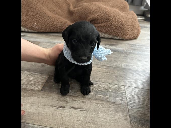 Labradoodle