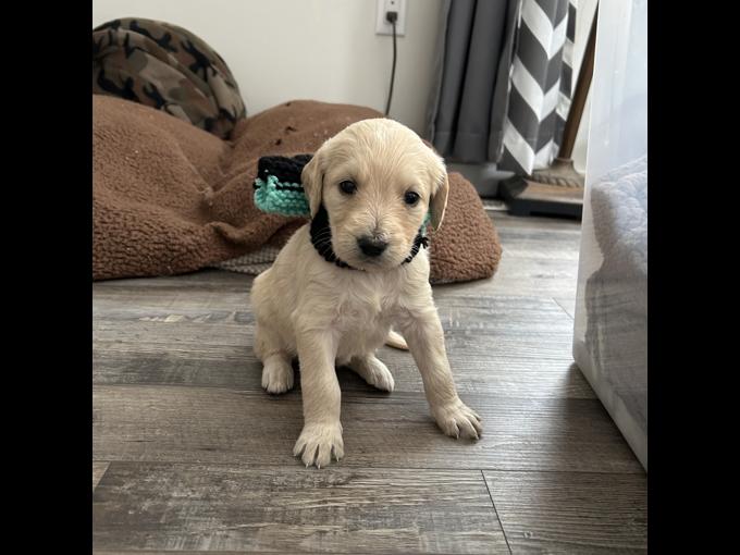 Labradoodle