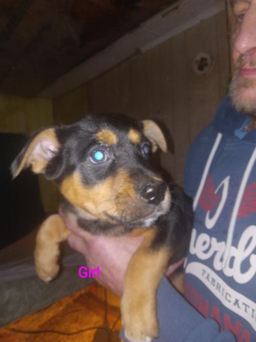 Texas Heeler Catahoula