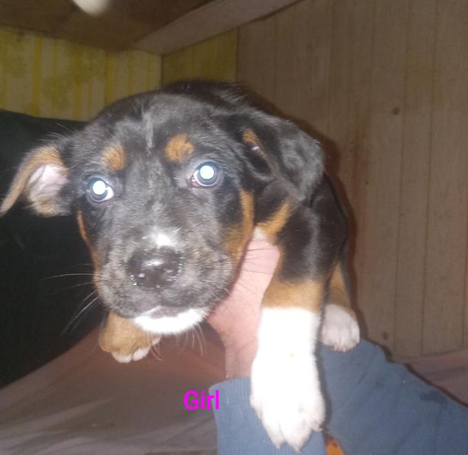 Texas Heeler Catahoula