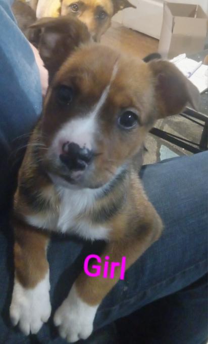 Texas Heeler Catahoula