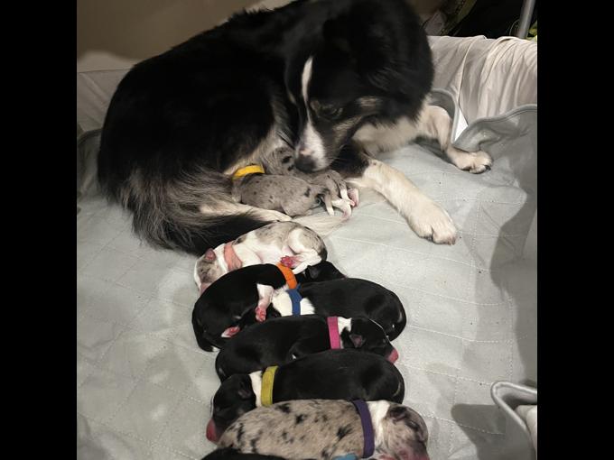 Border Collies