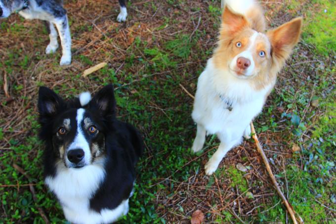 Border Collies