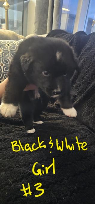 German shepherd and lab mix