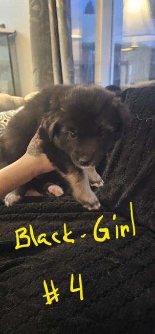 German shepherd and lab mix