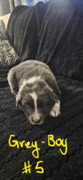 Australian shepherd and lab mix