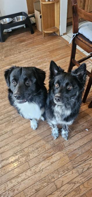 Australian shepherd and lab mix