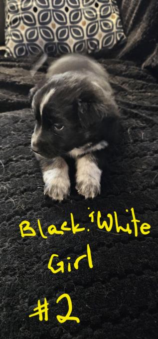Australian shepherd and lab mix