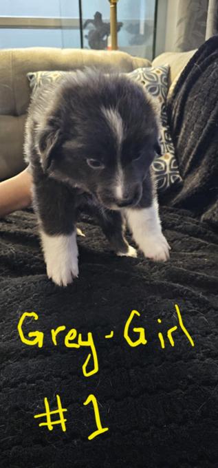 Australian shepherd and lab mix