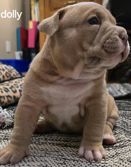 Pocket bully