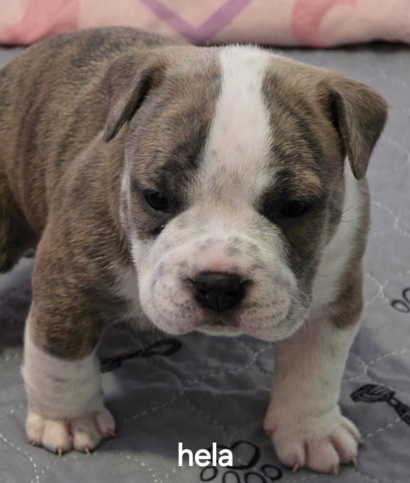 Pocket bully