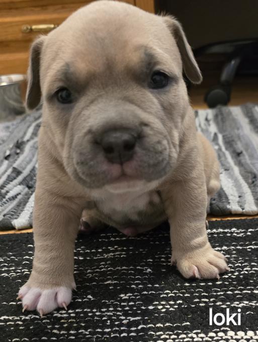 Pocket bully