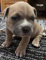 Pocket bully
