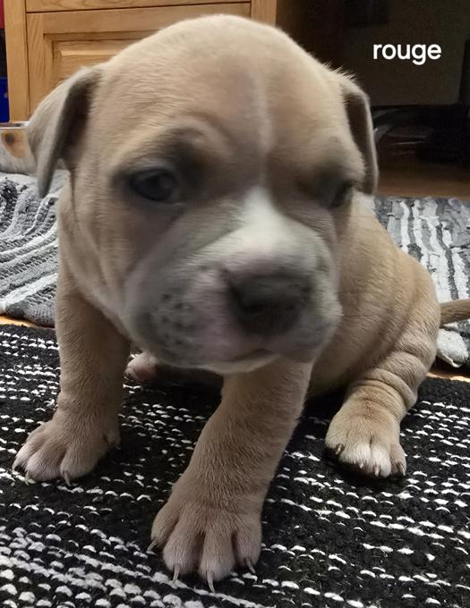 Pocket bully