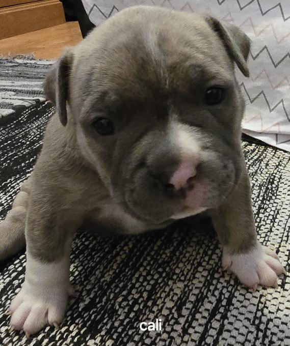 Pocket bully