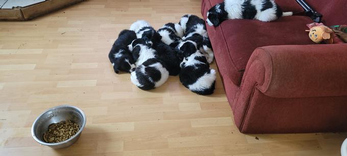 Border collie/lab/st Bernard