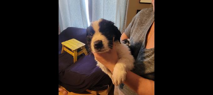 Border collie/lab/st Bernard