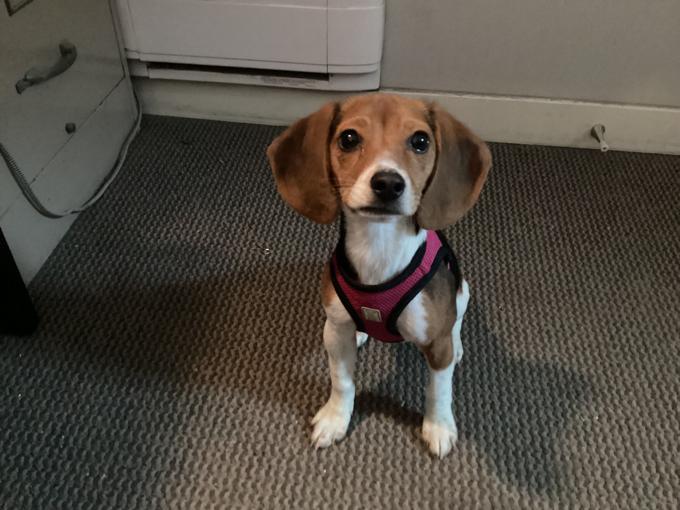 Pocket beagle