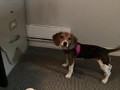 Pocket beagle