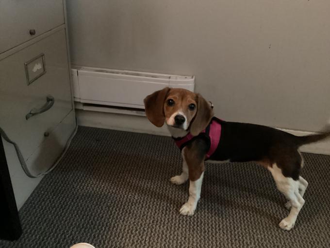 Pocket beagle