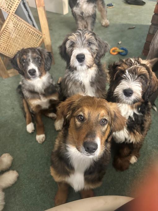 Aussie Bernadoodle Puppies
