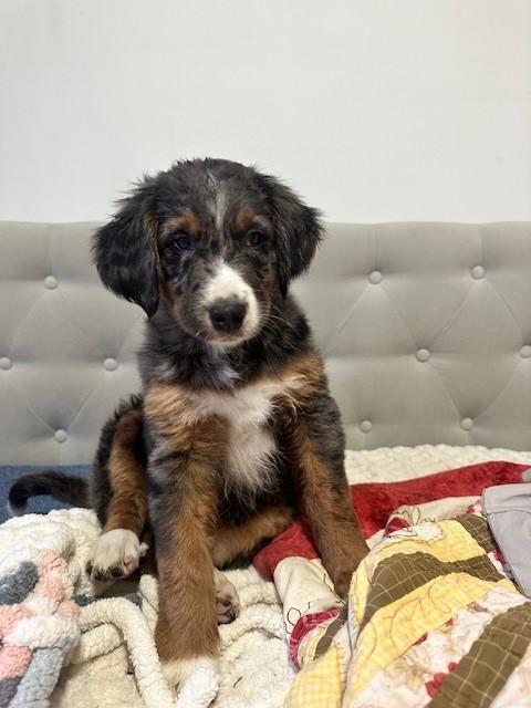 Aussie Bernadoodle Puppies
