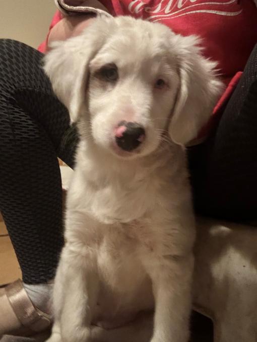 Aussie Bernadoodle Puppies