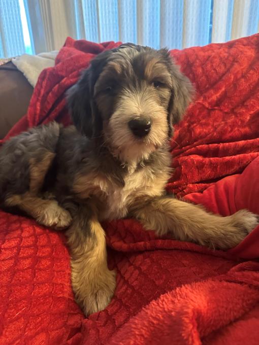 Aussie Bernadoodle Puppies