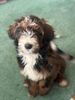 Aussie Bernadoodle Puppies
