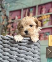 Maltipoo