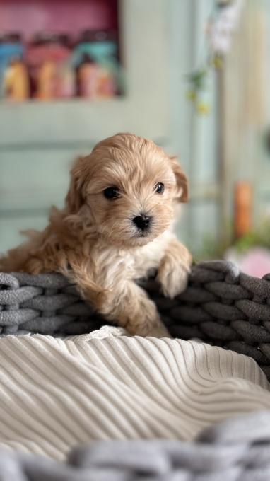 Maltipoo