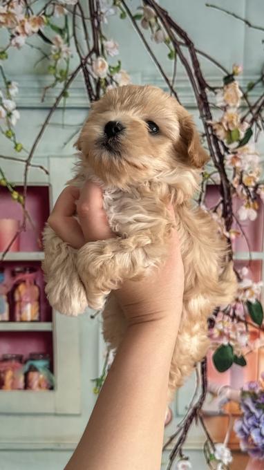 Maltipoo