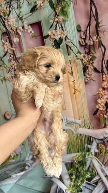 Maltipoo