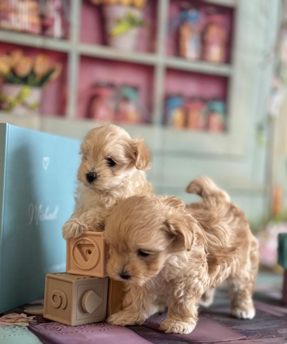 Maltipoo