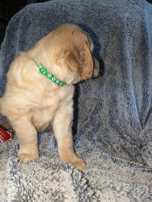 Golden retriever