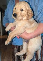 Golden retriever