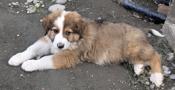 Bernese and Pyrenees