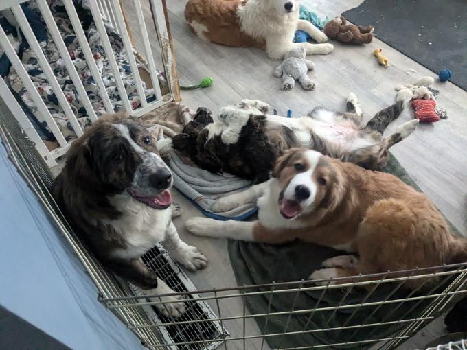 Bernese and Pyrenees