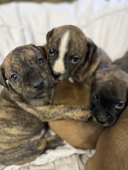 Mini dachshund x Boston Terrier