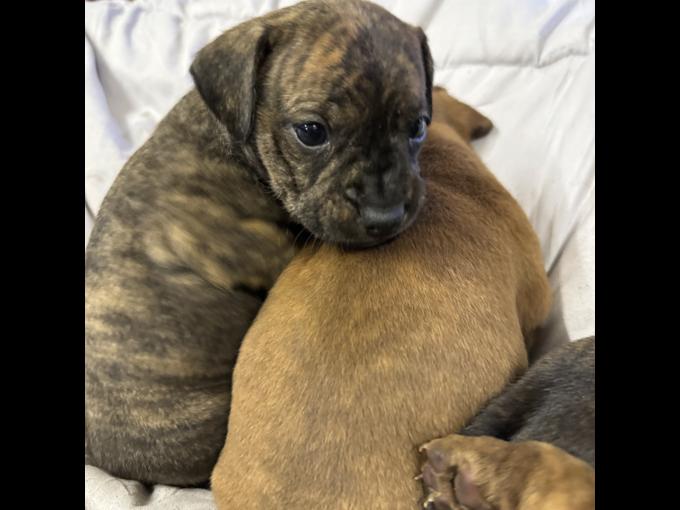 Mini dachshund x Boston Terrier
