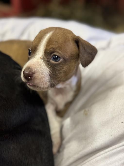 Mini dachshund x Boston Terrier