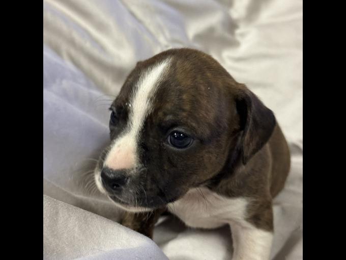 Mini dachshund x Boston Terrier
