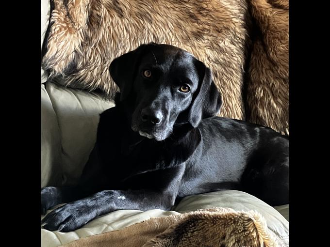Lab