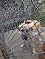 Kangal
