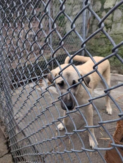 Kangal
