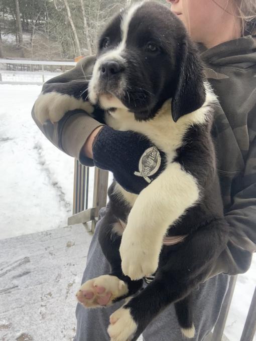 Saint bernard / Labrador