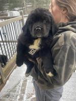 Saint bernard / Labrador